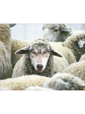 In Sheep's Clothing Pinot Grigio