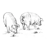 Big Table Farm Pinot Noir Willamette Valley 2019