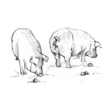 Big Table Farm Pinot Noir Willamette Valley