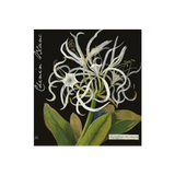 Botanica Wines The Mary Delany Collection Chenin Blanc Citrusdal Mountain