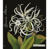 Botanica Wines The Mary Delany Collection Chenin Blanc Citrusdal Mountain