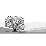 Gush Etzion Cabernet Franc