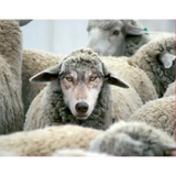 In Sheep’s Clothing Cabernet Sauvignon Columbia Valley