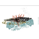 Le Formiche Costa Integrale