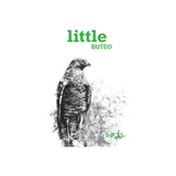Michael Gindl Little Buteo