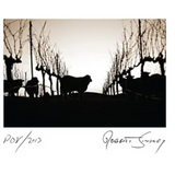 Robert Sinskey Vineyards POV Napa Valley