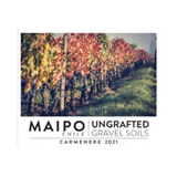 Ungrafted Maipo Valley Carmenere