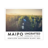 Ungrafted Semillon Sauvignon Blanc Valle del Maipo