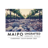 Ungrafted Valle del Maipo Cabernet Sauvignon