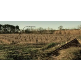 Vinyes Singulars Minipuca