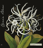 Botanica Wines The Mary Delany Collection Chenin Blanc Citrusdal Mountain 2020